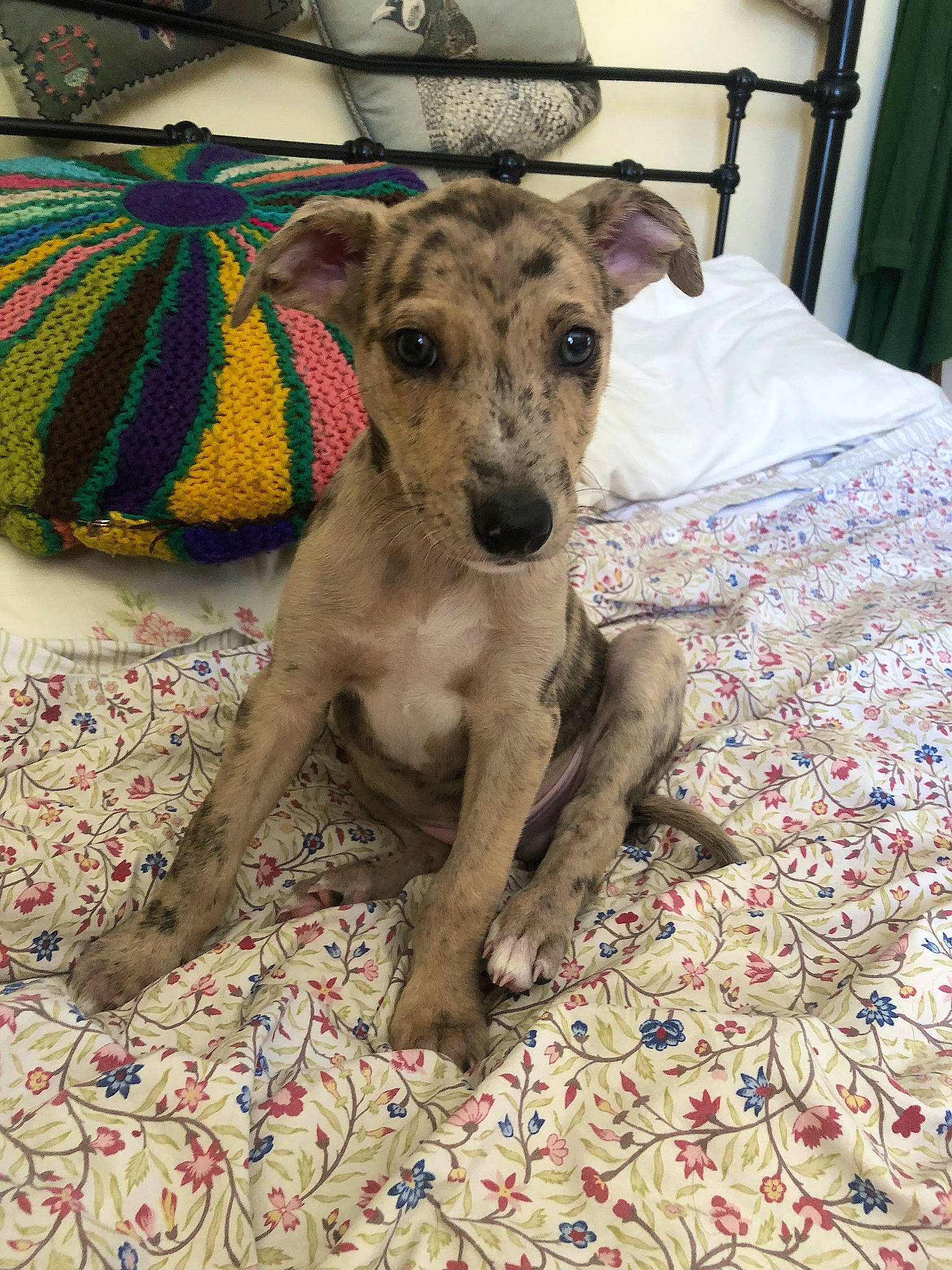 Tiger Boy joined the competition — help win amazing prizes! carnivore, collar, companion_dog, dog, dog_breed, dog_clothes, dog_collar, dog_supply, fashion_accessory, fawn, flooring, linens, pet_supply, sighthound, snout, sporting_group, tail, terrestrial_animal, toy_dog, working_animal