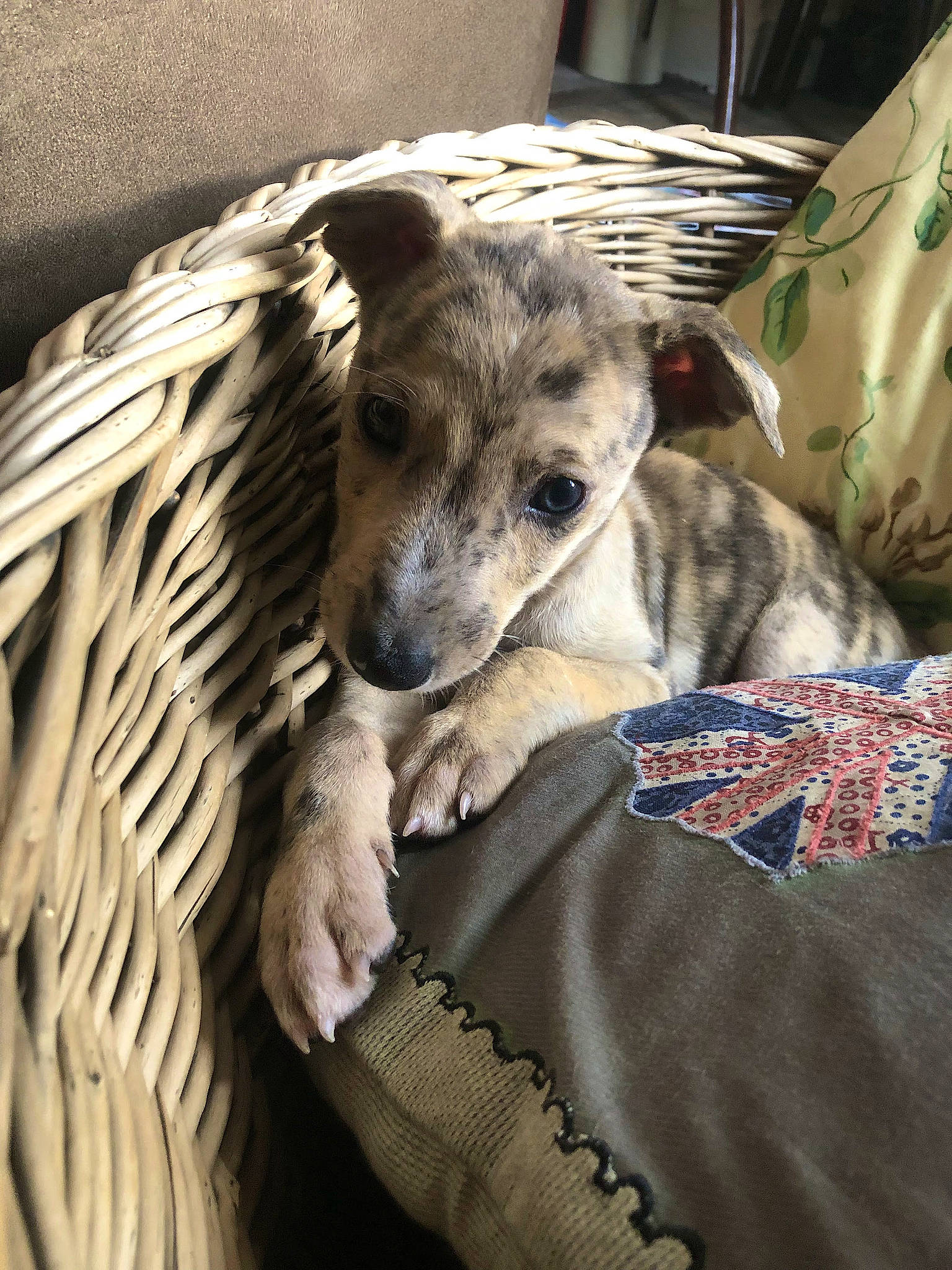 Tiger Boy is registered to the contest to win money with this photo: canidae, carnivore, comfort, companion_dog, dog, dog_breed, fur, linens, non_sporting_group, pattern, puppy, sighthound, snout, sporting_group, terrestrial_animal, whiskers, wildlife, working_animal