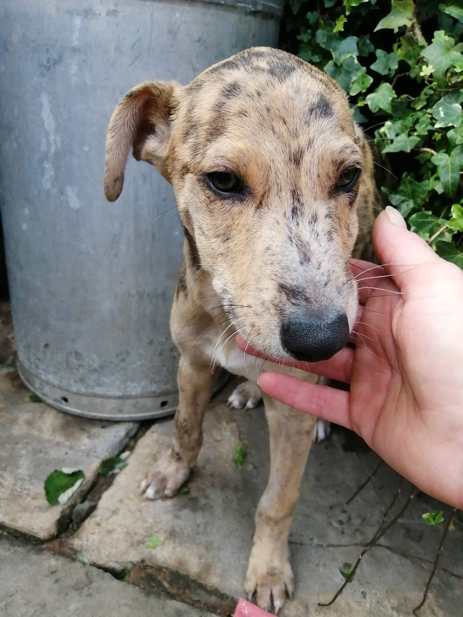 Tiger Boy is registered to the contest to win money with this photo: canidae, carnivore, companion_dog, concrete, dog, dog_breed, fawn, foot, pet_supply, plant, snout, soil, sporting_group, street_dog, terrestrial_animal, working_animal, working_terrier