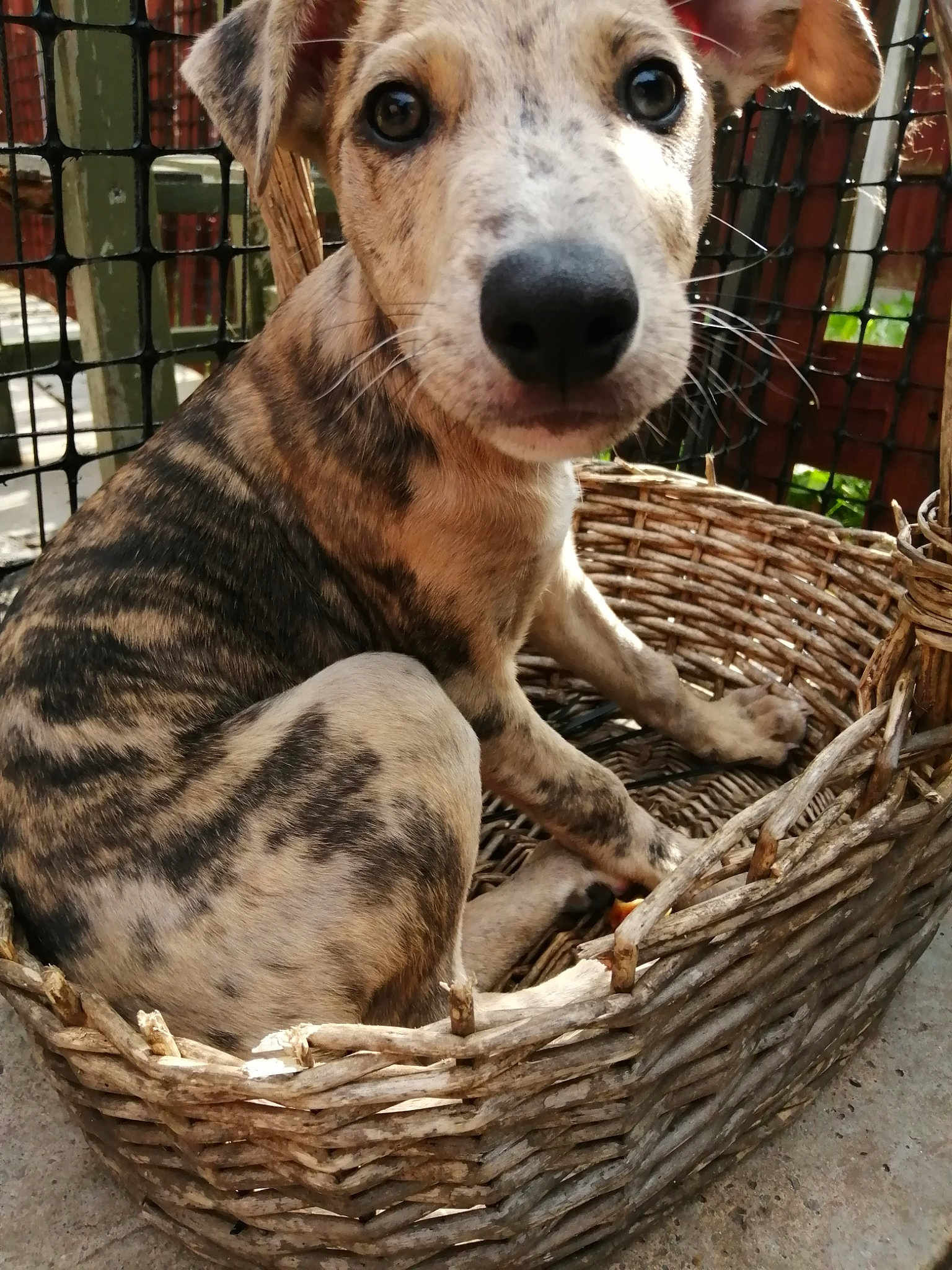Tiger Boy
