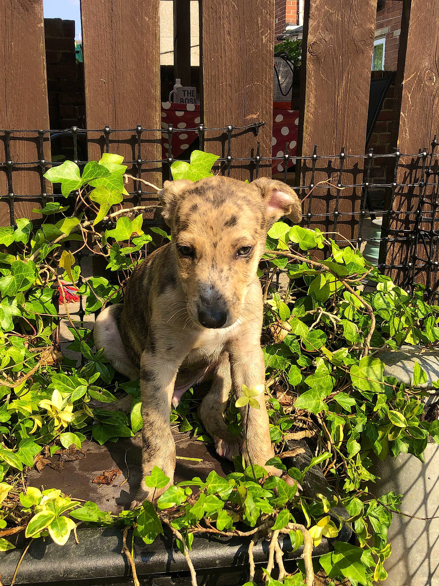 Tiger Boy joined the competition — help win amazing prizes! brick, canidae, carnivore, dog, dog_breed, fawn, fence, garden, grass, groundcover, herb, plant, shrub, snout, sporting_group, tail, terrestrial_animal, wildlife, wood, working_animal
