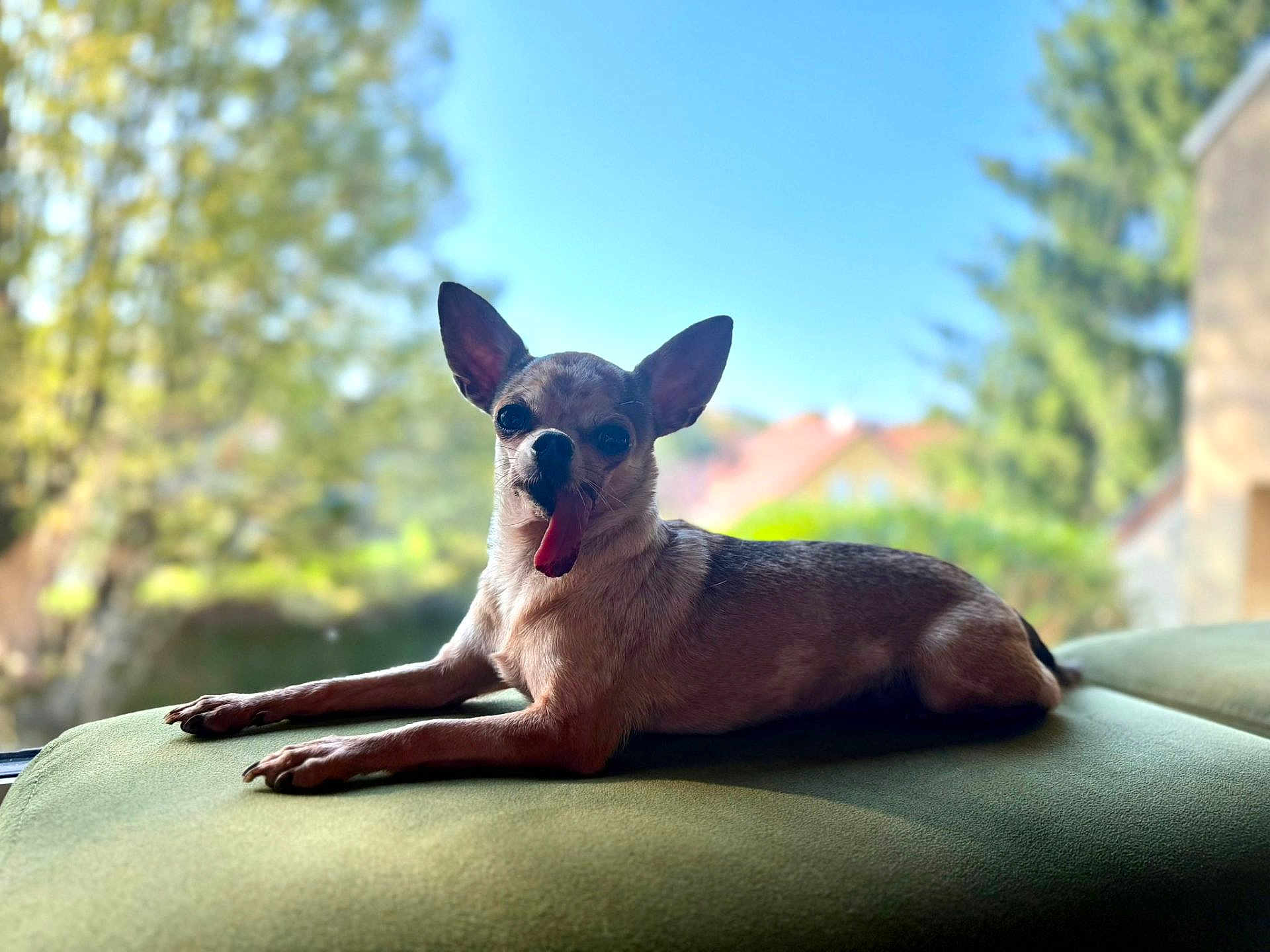 Choupette a rejoint le concours — aidez-le/la à gagner de superbes lots ! dog, small_dog, tongue_out, lounge, window, green_surface, outdoor_view, tree, sky, sunlight, pet, animal, cute, ears_up, relaxed, house, background_blur, daylight, canine, domestic_animal
