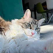 Daisy a rejoint le concours — aidez-le/la à gagner de superbes lots ! cat, fluffy, indoor, sunlight, fur, pet, relaxed, whiskers, blue_eyes, pink_nose, closeup, feline, home, chair, floor, shadow, domestic_animal, resting, cute, calm