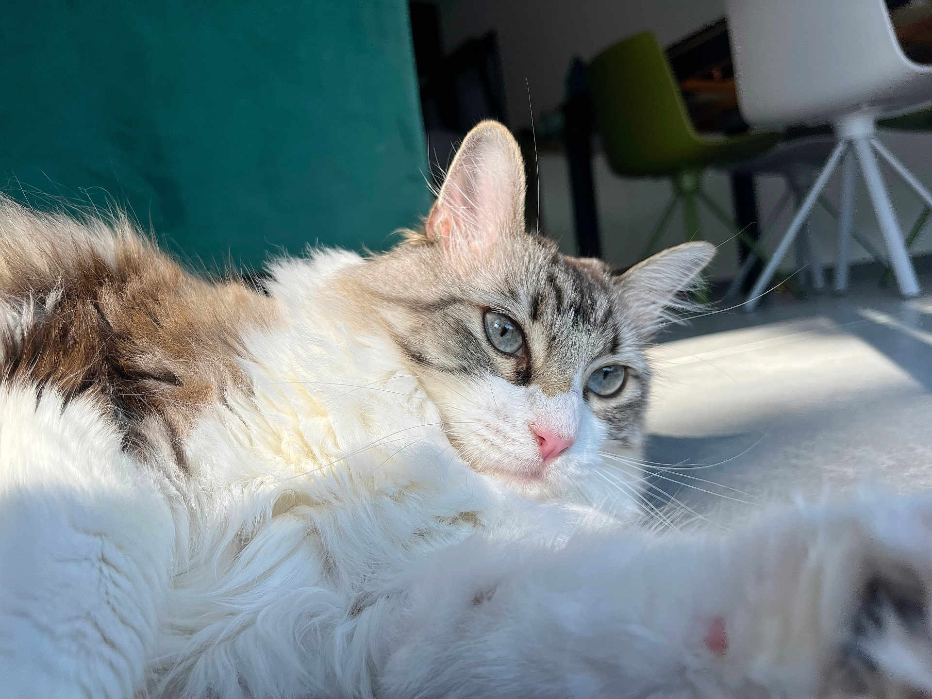 Daisy a rejoint le concours — aidez-le/la à gagner de superbes lots ! cat, fluffy, indoor, sunlight, fur, pet, relaxed, whiskers, blue_eyes, pink_nose, closeup, feline, home, chair, floor, shadow, domestic_animal, resting, cute, calm