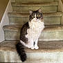 cat, staircase, carpet, pet, feline, indoor, sitting, fluffy, white, gray, tail, animal, cute, looking, domestic, fur, whiskers, ears, eyes, house