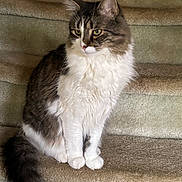 Harley is registered to the contest to win money with this photo: cat, fluffy, stairs, carpet, pet, feline, animal, sitting, white, gray, tabby, tail, indoor, cute, domestic, fur, whiskers, paws, side_view, calm