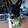 Loki is registered to the contest to win money with this photo: dog, black_and_white, bandana, large_ears, couch, living_room, fireplace, stockings, wreath, coffee_table, decor, basket, lamp, picture_frame, carpet, pillow, furniture, indoor, pet, curious