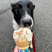 Loki is registered to the contest to win money with this photo: dog, black_and_white, ice_cream, caramel, cone, hand, nails, teal_nail_polish, outdoor, pavement, leash, pet, animal, licking, close_up, summer, treat, food, cute, waiting