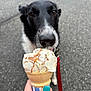 dog, black_and_white, ice_cream, caramel, cone, hand, nails, teal_nail_polish, outdoor, pavement, leash, pet, animal, licking, close_up, summer, treat, food, cute, waiting