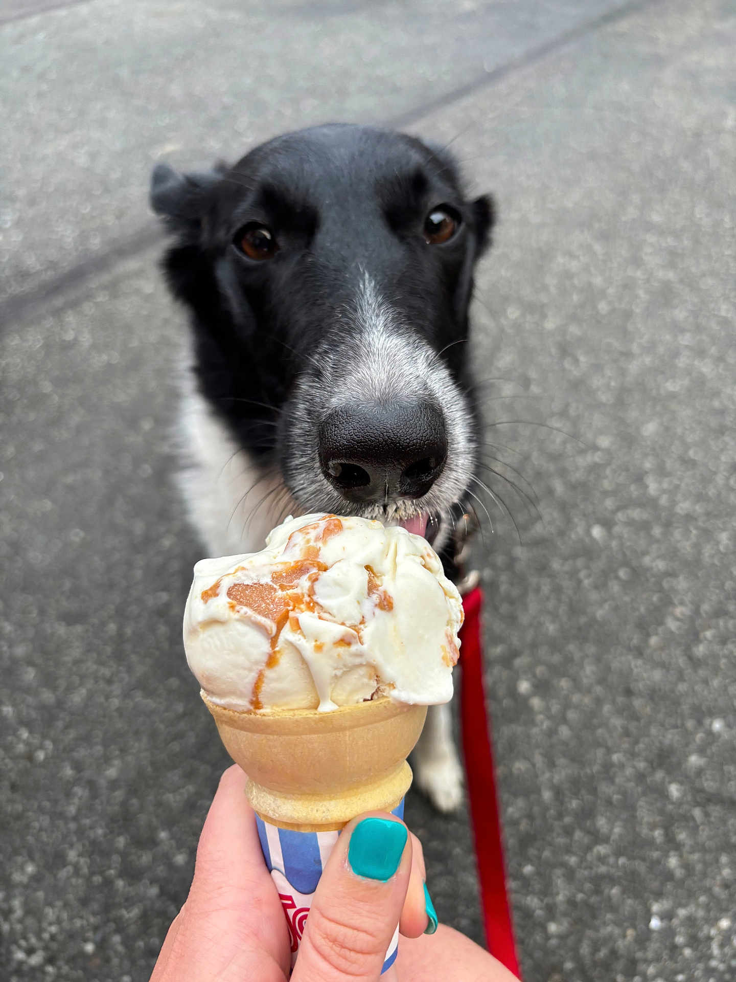 Loki is registered to the contest to win money with this photo: dog, black_and_white, ice_cream, caramel, cone, hand, nails, teal_nail_polish, outdoor, pavement, leash, pet, animal, licking, close_up, summer, treat, food, cute, waiting