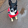 Loki is registered to the contest to win money with this photo: dog, black_and_white, raincoat, yellow_boots, pavement, wet, puddle, outdoor, pet, canine, leash, ears_up, looking_up, rainy_day, fur, animal, walking, sidewalk, reflective_surface, adorable