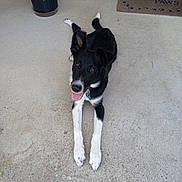 Loki is registered to the contest to win money with this photo: dog, black_and_white, puppy, tongue_out, concrete, porch, plant, potted_plant, doormat, ears, pet, collar, happy, outdoor, animal, front_yard, laying_down, looking_up, cute, domestic_animal