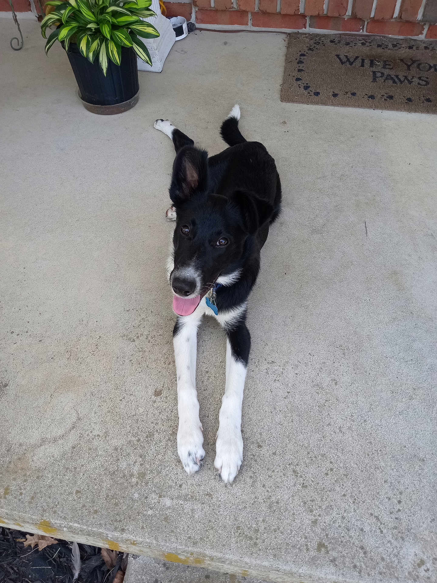 Loki