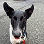 Loki is registered to the contest to win money with this photo: dog, black_and_white, ears, leash, pavement, close_up, outdoor, pet, canine, animal, alert, tongue_out, collar, brown_eyes, walking, sidewalk, curious, friendly, young_dog, street