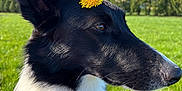 Loki joined the competition — help win amazing prizes! dog, black_and_white, dandelion, flower, harness, outdoor, grass, blue_sky, close_up, pet, nature, canine, animal, sunlight, greenery, profile, ears, fur, daytime, field