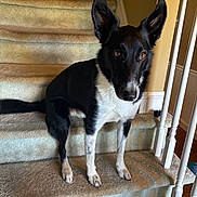 Loki joined the competition — help win amazing prizes! alert, animal, baby_gate, black_and_white, brown_eyes, carpet, cozy, curious, dog, domestic, ears, furniture, home, indoor, looking, pet, sitting, stairs, white_railings, wooden