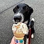 Loki joined the competition — help win amazing prizes! dog, ice_cream, cone, hand, nail_polish, asphalt, leash, black_and_white, pet, sniffing, treat, outdoor, close_up, curious, canine, summer, food, waiting, cute, playful