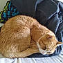 animal, bed, blanket, cat, comfort, cozy, cute, domestic_animal, feline, fur, indoor, nap, orange_tabby, pet, relaxation, resting, sleeping, soft, tail, whiskers