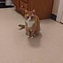 animal, bathroom, calm, cat, cute, domestic, feline, floor, ginger_cat, home, indoor, interior, looking, pet, quiet, sitting, tile_floor, toilet, white_paws, wooden_cabinet