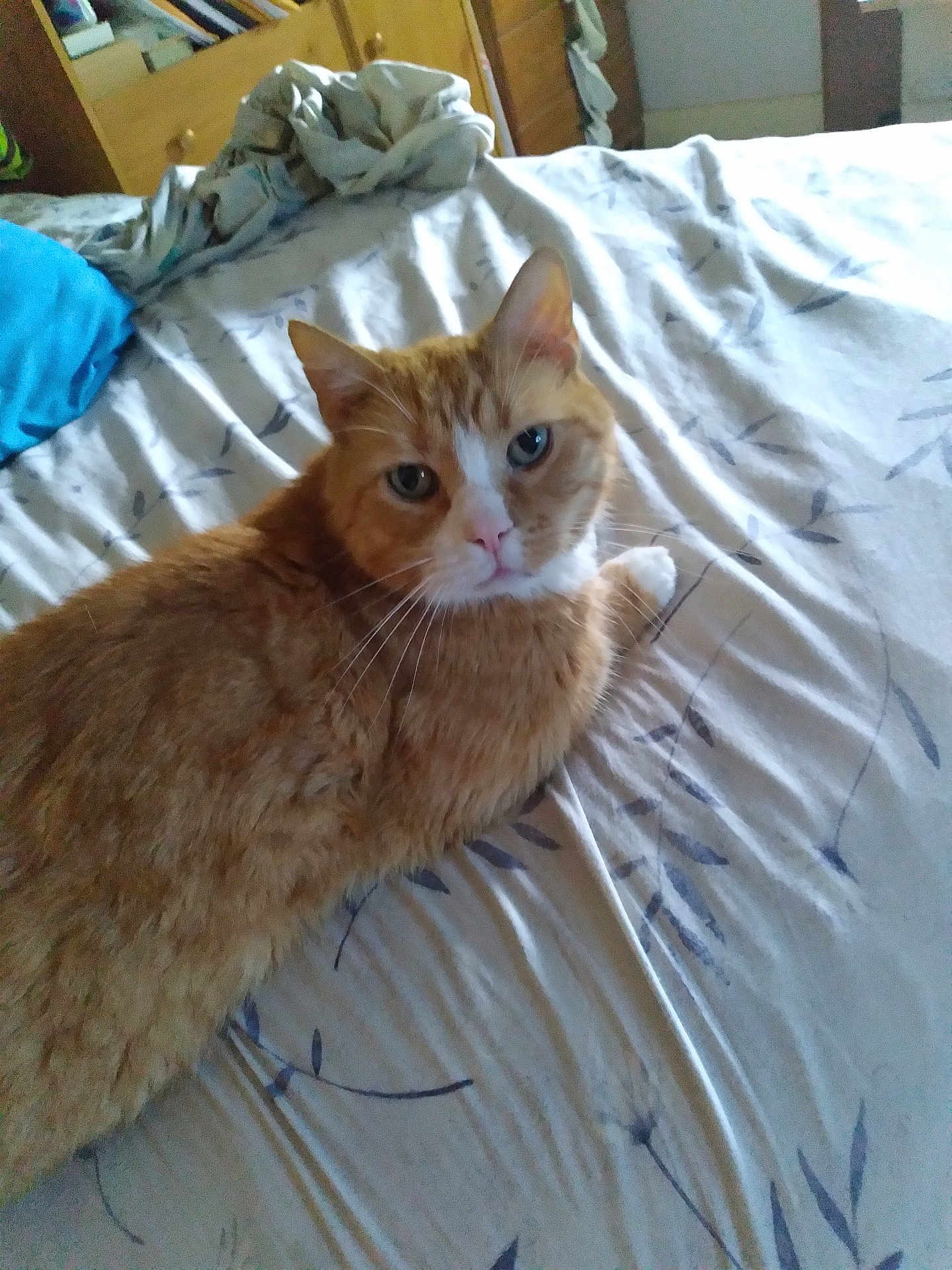 Tigwig