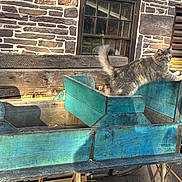 Bun Bun joined the competition — help win amazing prizes! cat, wooden_cart, stone_wall, window, outdoor, sunlight, feline, rustic, bench, blue_paint, old_wood, metal_brackets, tail, pet, animal, daylight, shadow, texture, vintage, nature