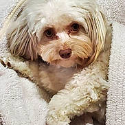 Pippi Jeanne is registered to the contest to win money with this photo: animal, blanket, canine, dog, eskimodog, face, head, homedecor, linen, person, pet, photography, poodle, portrait, puppy, quilt, terrier, towel, white, whitedog