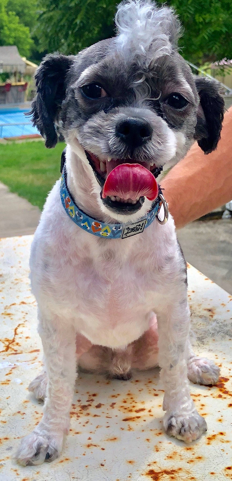 Georgie joined the competition — help win amazing prizes! canidae, carnivore, collar, companion_dog, dog, dog_breed, dog_collar, dog_supply, fashion_accessory, fawn, fur, leash, liver, non_sporting_group, pet_supply, snout, sporting_group, water_dog, working_animal, working_dog