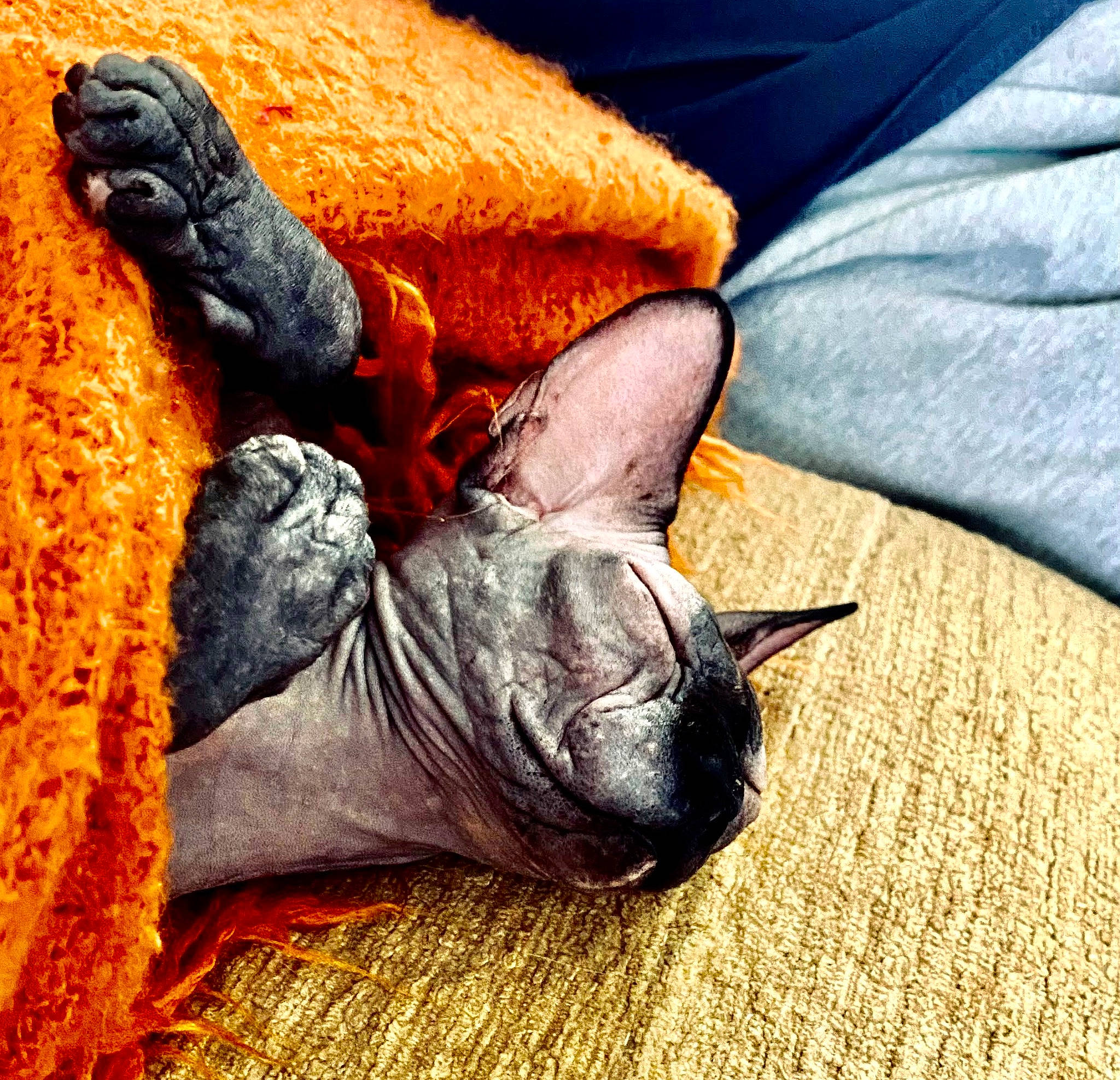 Leeloo is registered to the contest to win money with this photo: carmine, carnivore, comfort, couch, fawn, felidae, flesh, foot, fur, human_leg, leg, linens, nap, organism, paw, snout, tail, terrestrial_animal, whiskers, wrinkle