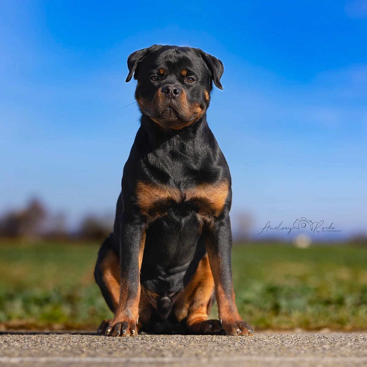 Vici Divo a rejoint le concours — aidez-le/la à gagner de superbes lots ! animal, black, brown, calm, canine, closeup, confident, daytime, dog, field, grass, mammal, nature, outdoor, pet, portrait, road, rottweiler, sitting, sky