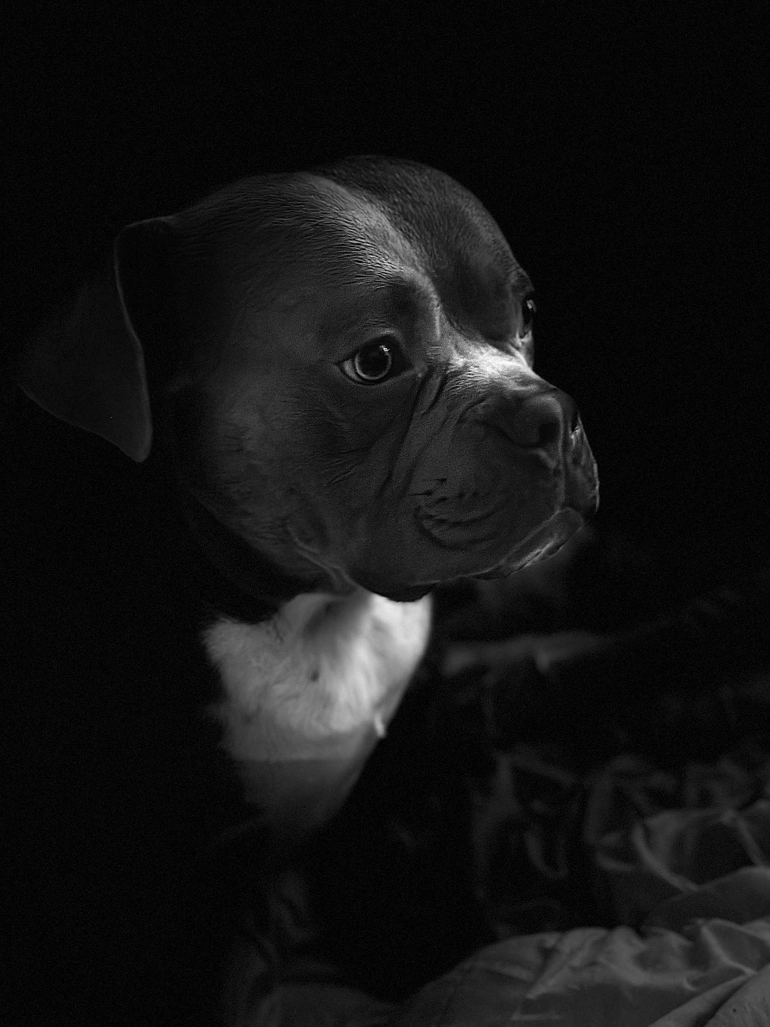 Taïgo a rejoint le concours — aidez-le/la à gagner de superbes lots ! carnivore, companion_dog, darkness, dog, dog_breed, ear, fawn, flash_photography, grey, human_body, monochrome, monochrome_photography, plant, pug, snout, terrestrial_animal, toy_dog, whiskers, working_animal, wrinkle