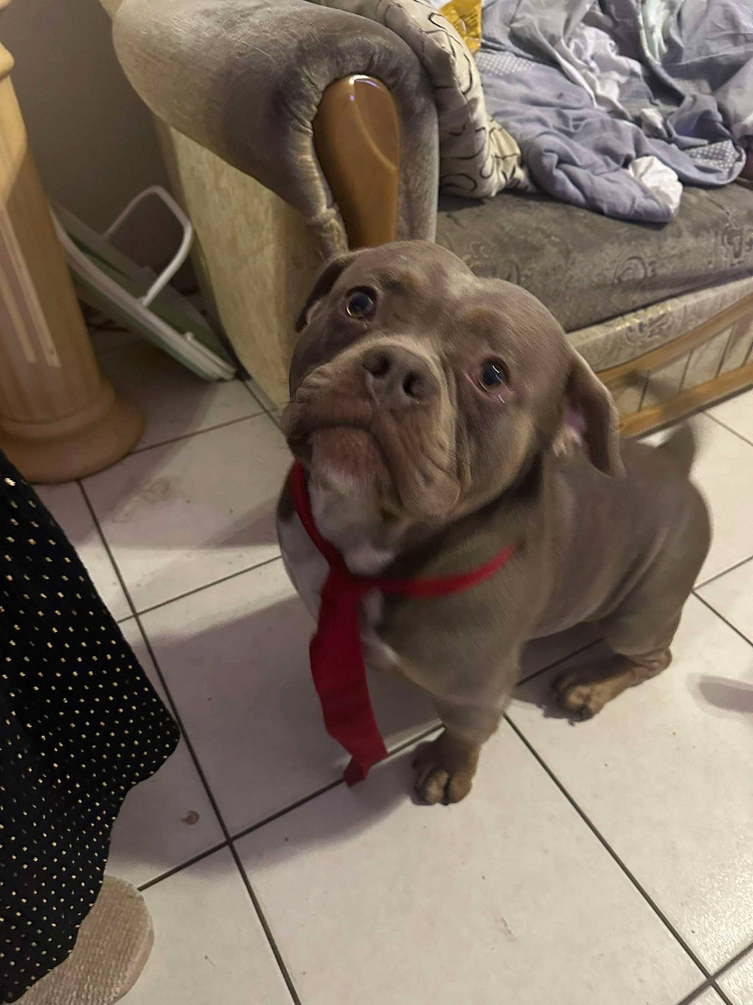 Taïgo participe au concours pour gagner de l'argent avec cette photo : carnivore, collar, companion_dog, dog, dog_breed, dog_collar, ear, fawn, flooring, fur, leash, liver, mammal, snout, toy, toy_dog, whiskers, wood, working_animal, wrinkle