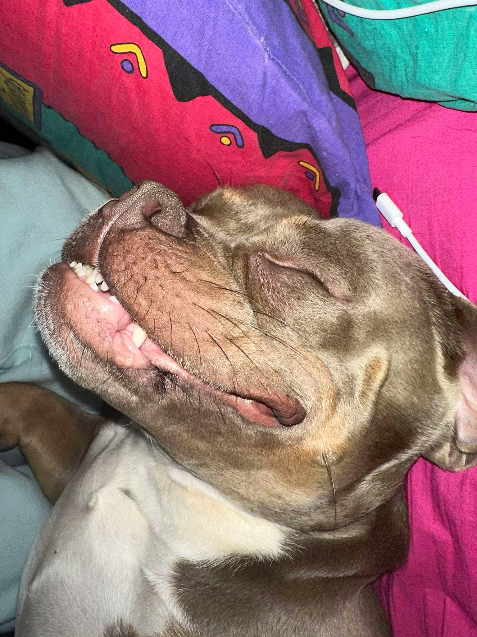 Taïgo a rejoint le concours — aidez-le/la à gagner de superbes lots ! canidae, carmine, carnivore, collar, comfort, companion_dog, dog, dog_breed, fawn, foot, fur, jaw, liver, magenta, snout, sporting_group, terrestrial_animal, vehicle_door, whiskers, working_animal