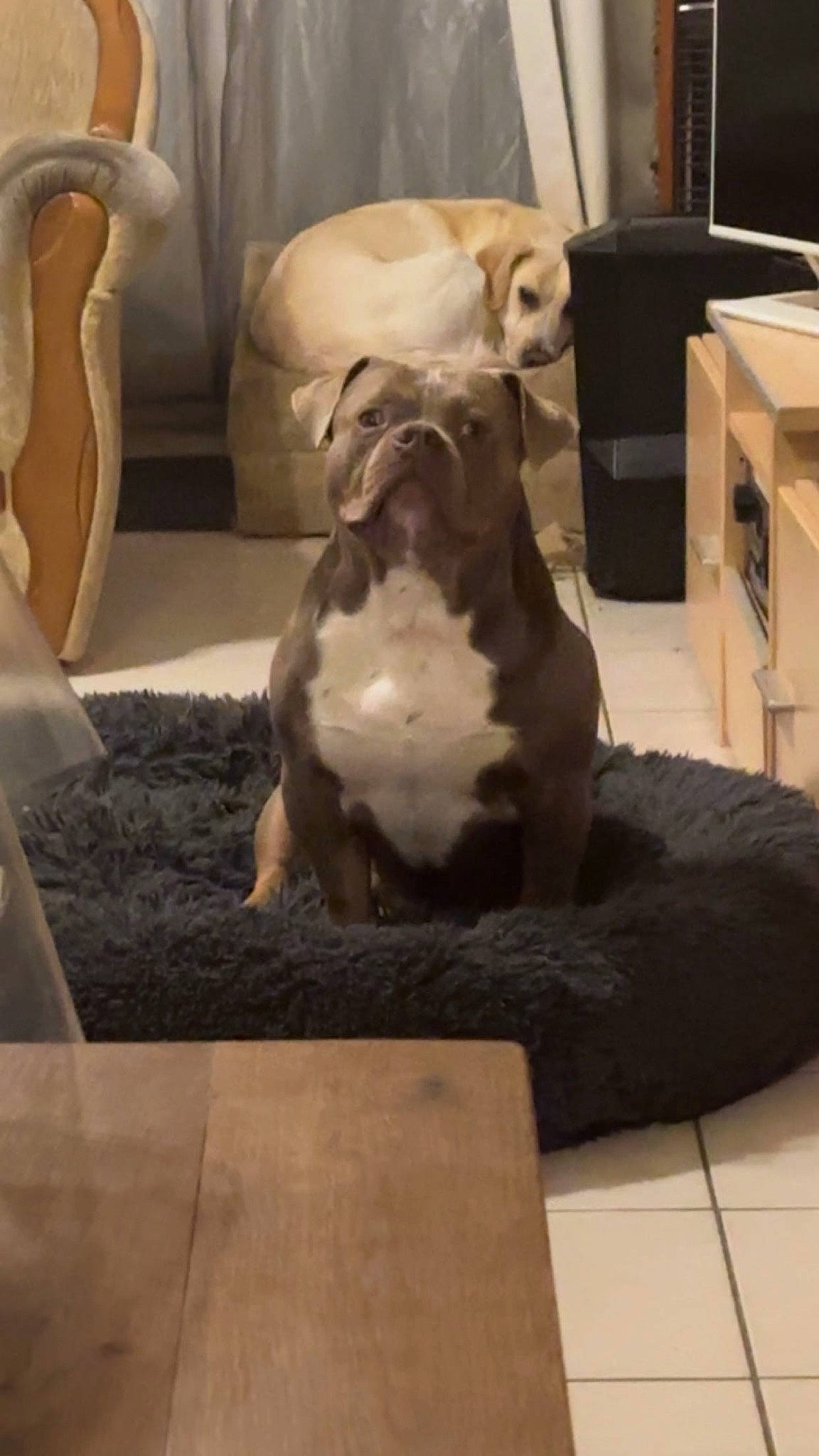 Taïgo participe au concours pour gagner de l'argent avec cette photo : art, artifact, canidae, carnivore, comfort, companion_dog, dog, dog_breed, fawn, floor, flooring, hardwood, living_room, room, snout, sporting_group, terrestrial_animal, toy_dog, wood, working_animal