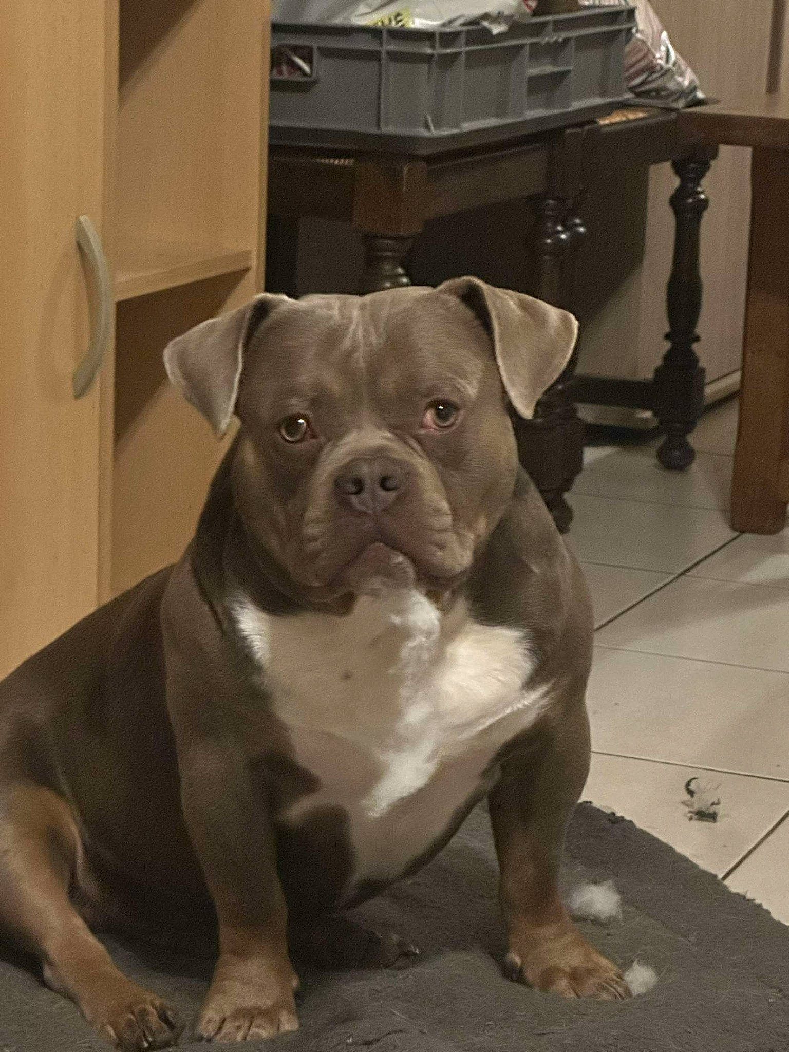 Taïgo participe au concours pour gagner de l'argent avec cette photo : ancient_dog_breeds, art, bulldog, canidae, carnivore, chair, companion_dog, dog, dog_breed, dog_collar, fawn, flooring, molosser, non_sporting_group, snout, sporting_group, toy_dog, whiskers, working_animal, working_dog