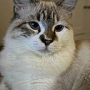 Tabi joined the competition — help win amazing prizes! animal, blue_eyes, cat, close_up, cute, domestic_cat, ears, face, feline, fluffy, indoor, light, muzzle, nose, pet, portrait, relaxed, shadow, soft_fur, whiskers