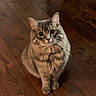 Cleo is registered to the contest to win money with this photo: animal, cat, collar, cute, domestic_cat, ears, feline, flooring, fluffy, fur, gray_cat, home, indoor, looking_up, pet, sitting, tabby, tag, whiskers, wooden_floor
