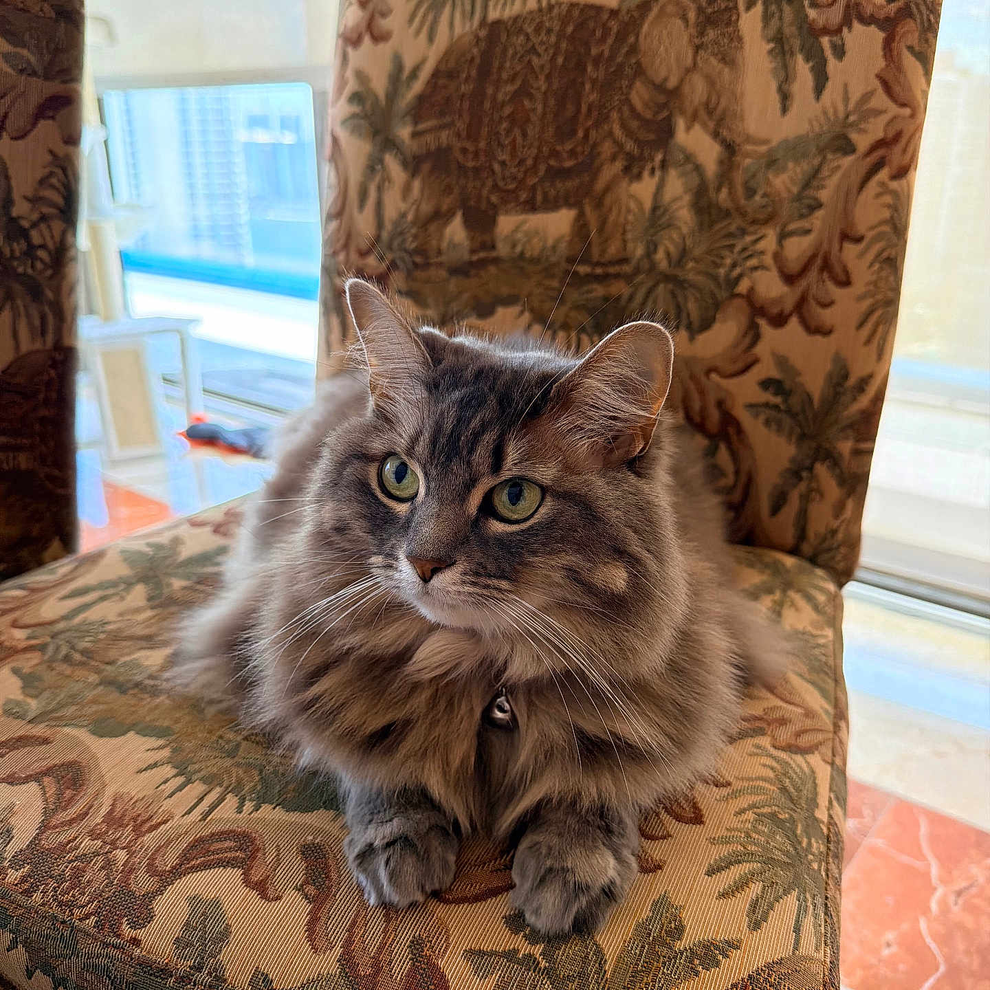 Cleo