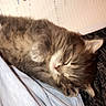 Cleo is registered to the contest to win money with this photo: cat, cozy, cute, furry, gray_cat, handwritten_notes, heart_emoji, human_hand, indoor, kitten, lap, love, notebook, pet, relaxation, resting, sleeping, study, text_overlay, young_cat