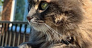 Cleo is registered to the contest to win money with this photo: animal, brick, building, cat, closeup, curious, daytime, feline, fluffy, fur, nature, outdoor, pet, portrait, relaxed, resting, side_view, sunlight, whiskers, window