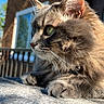 animal, brick, building, cat, closeup, curious, daytime, feline, fluffy, fur, nature, outdoor, pet, portrait, relaxed, resting, side_view, sunlight, whiskers, window