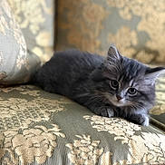 Cleo is registered to the contest to win money with this photo: animal, cat, couch, cozy, curious, cute, decor, domestic_cat, eyes, fluffy, furniture, gray_fur, indoor, kitten, pet, portrait, resting, soft_focus, whiskers, young