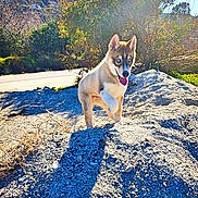 Shadow participe au concours pour gagner de l'argent avec cette photo : akita, akita_inu, black_norwegian_elkhound, canidae, carnivore, dog, dog_breed, fawn, greenland_dog, icelandic_sheepdog, mammal, mountain, non_sporting_group, norwegian_buhund, norwegian_lundehund, shiba_inu, vertebrate, walking