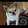 animal, brown, carpet, companion, cute, dog, ears, eyes, face, fur, indoor, lying_down, nose, pet, playful, small_dog, snout, tongue_out, whiskers, white