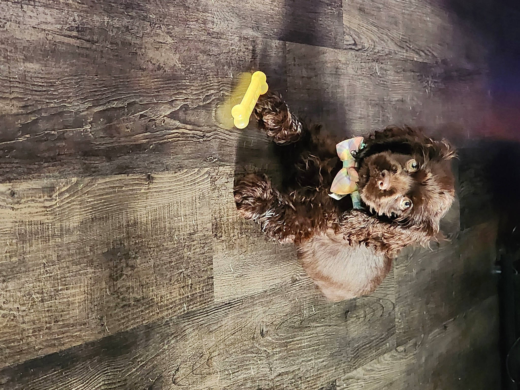 Chloe joined the competition — help win amazing prizes! art, asphalt, concrete, darkness, flash_photography, flooring, font, grey, metal, painting, personal_protective_equipment, reflection, road_surface, shadow, soil, still_life, still_life_photography, tints_and_shades, visual_arts, wood