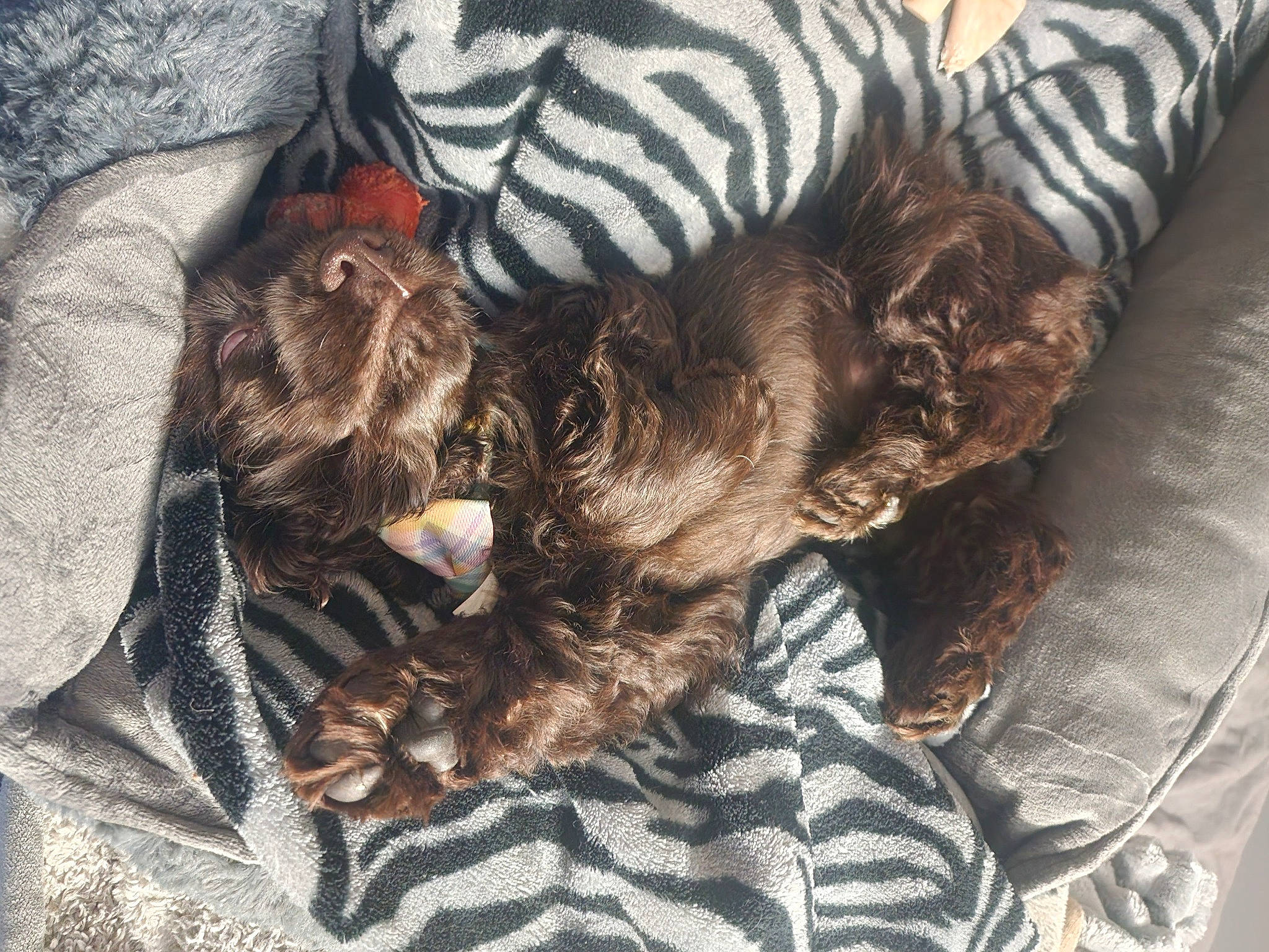 Chloe joined the competition — help win amazing prizes! bed, canidae, carnivore, claw, comfort, companion_dog, dog_breed, fawn, felidae, fur, grey, linens, liver, nap, pattern, sleeve, small_to_medium_sized_cats, sporting_group, tail, whiskers