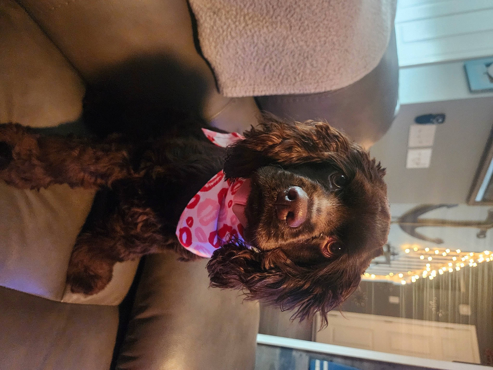 Chloe is registered to the contest to win money with this photo: comfort, event, fashion_design, flesh, fun, fur, hair_coloring, human_body, human_leg, metal, room, sporting_group, wrist