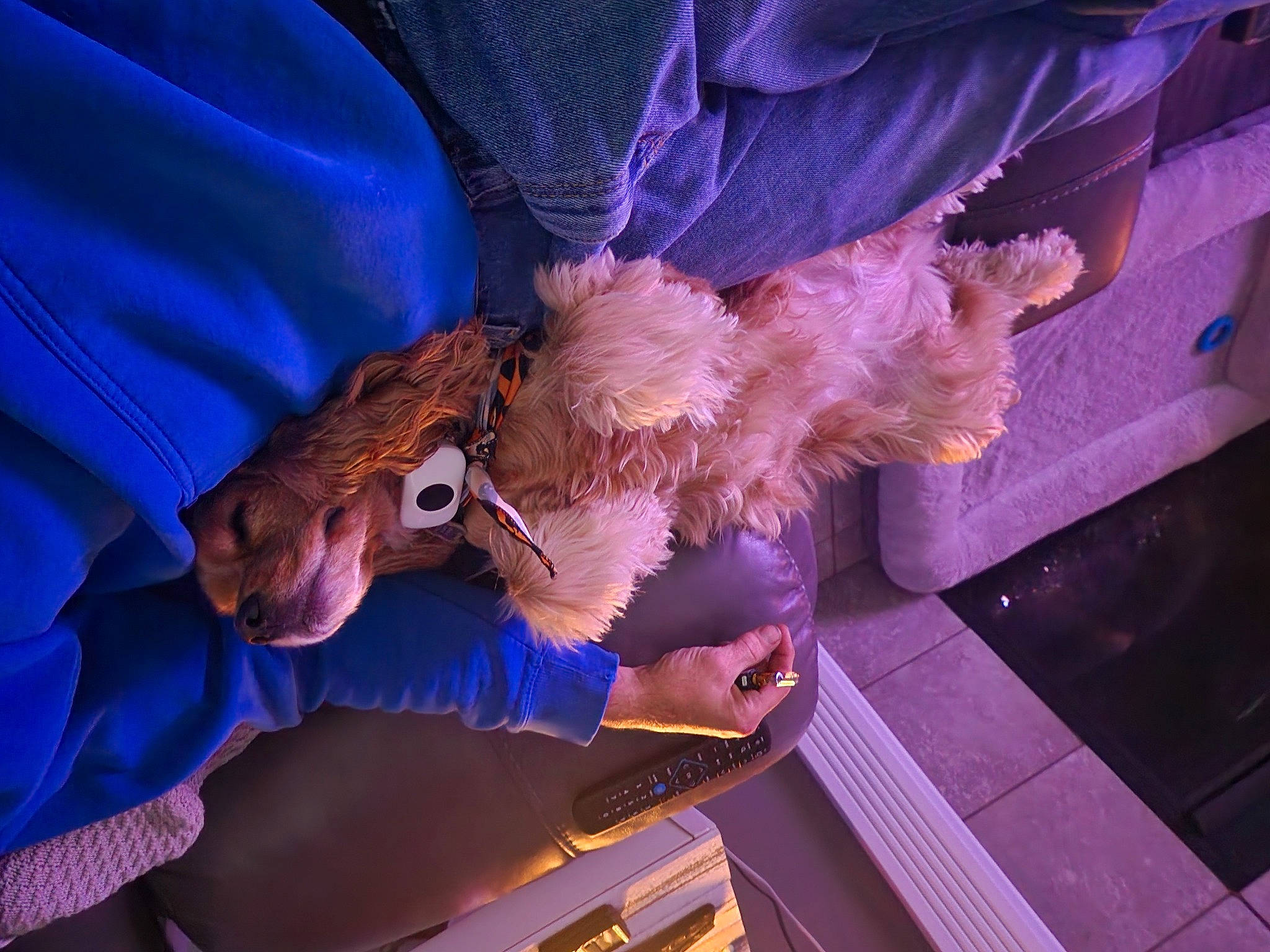 Lucy joined the competition — help win amazing prizes! cg_artwork, electric_blue, event, feather, fictional_character, fun, fur, glove, hat, magenta, plant, purple, sunglasses, tree, wing