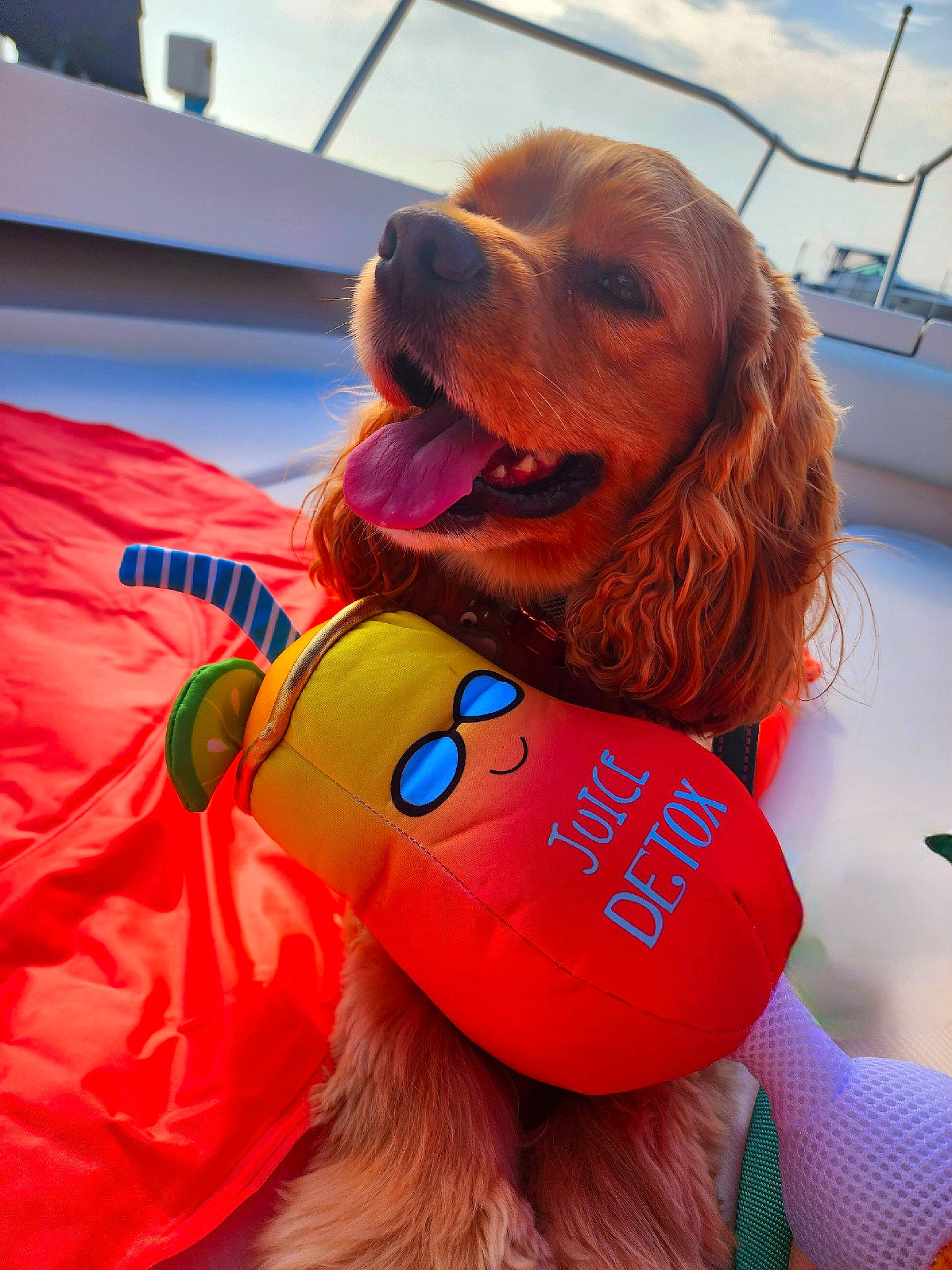 Lucy is registered to the contest to win money with this photo: canidae, carnivore, cloud, companion_dog, dog, dog_breed, dog_supply, fun, fur, happy, liver, personal_protective_equipment, recreation, sky, smile, snout, sporting_group, working_animal