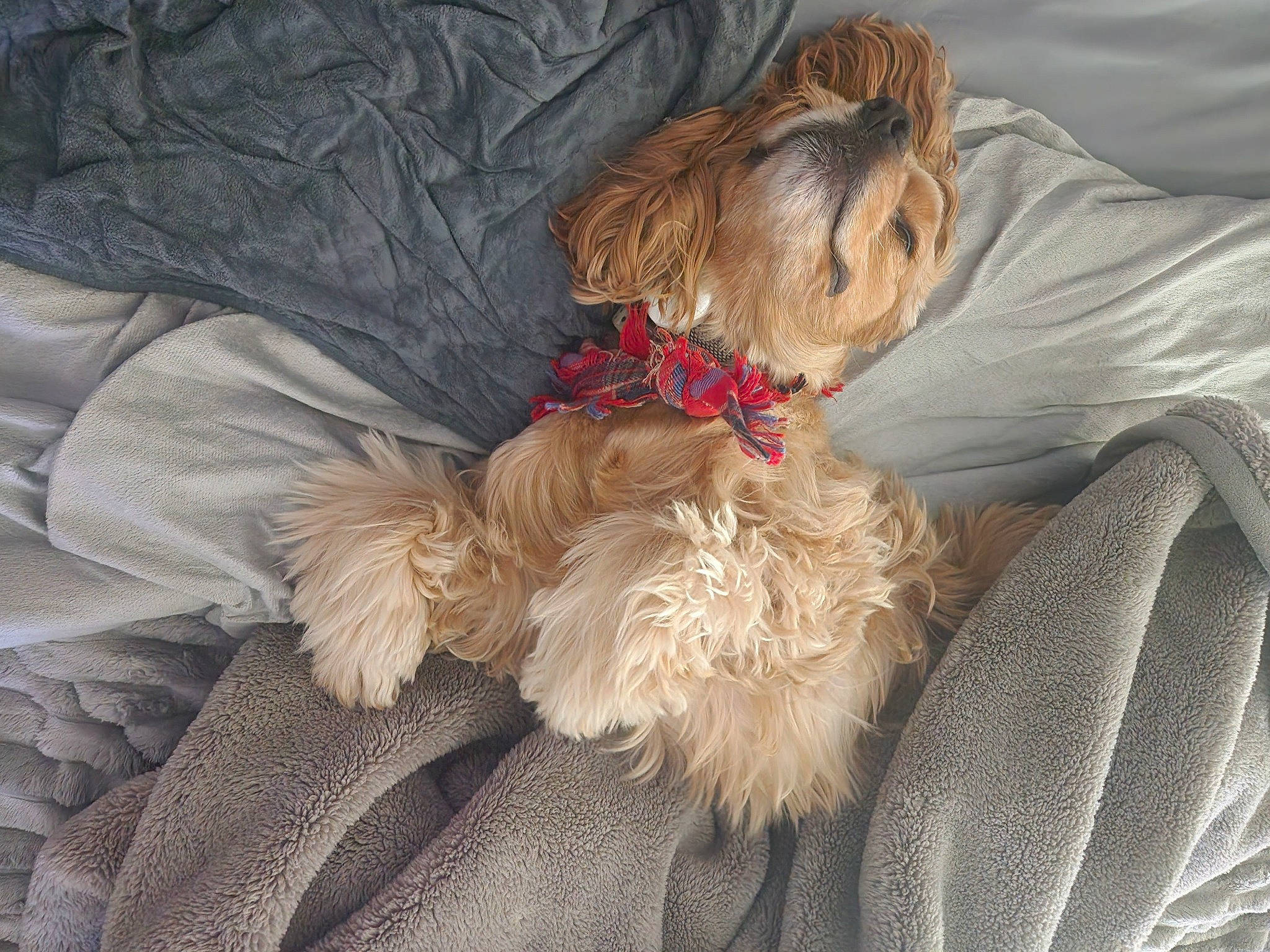 Lucy joined the competition — help win amazing prizes! canidae, carnivore, comfort, companion_dog, dog, dog_breed, dog_clothes, dog_collar, dog_supply, fawn, fur, liver, maltepoo, pet_supply, poodle_crossbreed, small_terrier, sporting_group, terrier, toy_dog, working_animal