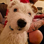Poppy is registered to the contest to win money with this photo: dog, white_dog, fluffy, pet, indoor, person, tattoo, red_shirt, close_up, face, couch, seated, man, fur, collar, home, animal, looking, portrait, companion